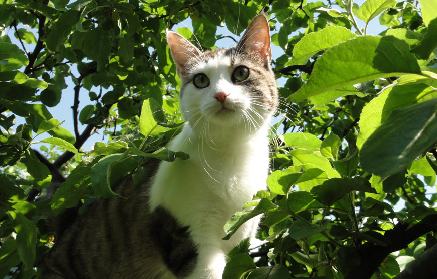 Katze-mia-ist-auf-den-baum-geklettert Rückmeldung von Nathans neuer Familie