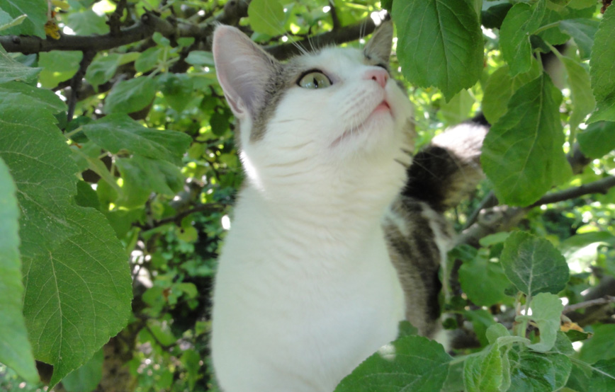 Katze-mia-klettert-in-den-baum Mia - schöne Grüße von Zuhause