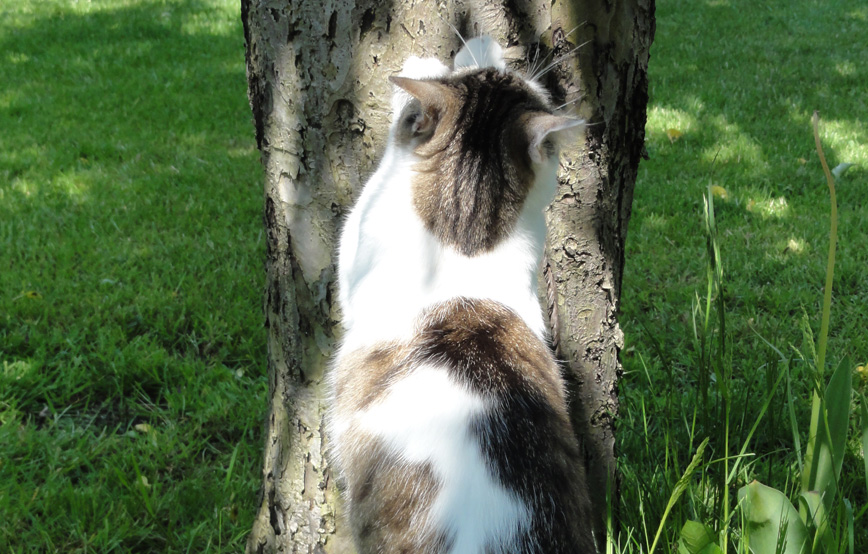 Katze-mia-kratzt-am-baumstamm Mia - schöne Grüße von Zuhause