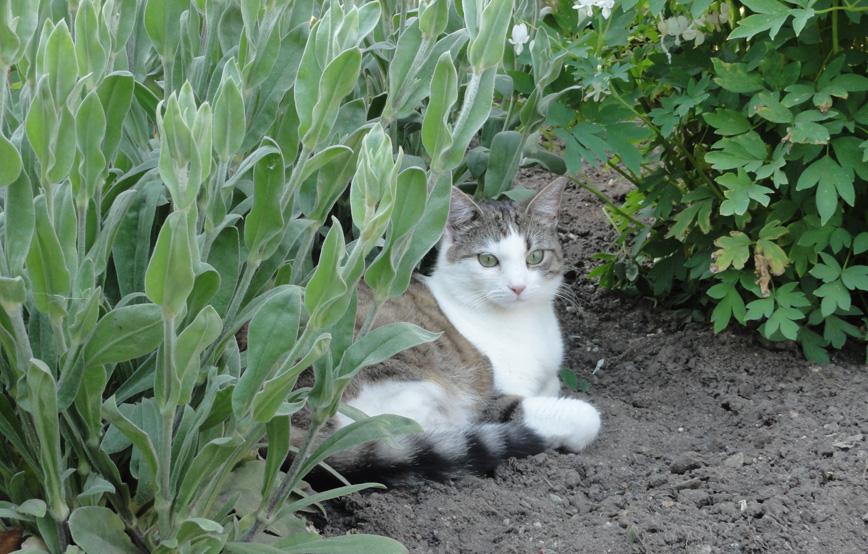 Katze-mia-liegt-auf-dem-sandboden Mia - schöne Grüße von Zuhause