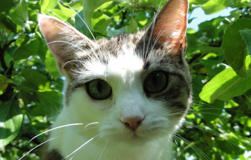 Katze-mia-sitzt-auf-dem-baum-und-schaut-mit-grossen-augen Mia - schöne Grüße von Zuhause