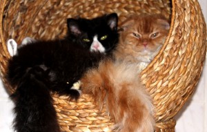 Katzen Loki und Mr Scrootch kuscheln