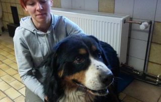 beitragsbild bernhard hund ohr entzündung eiter