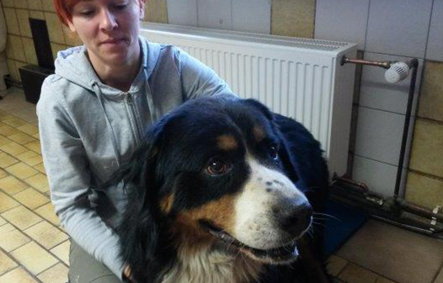 beitragsbild bernhard hund ohr entzündung eiter