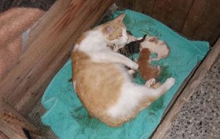 beitragsbild falsche fürsorge katze babys kiste