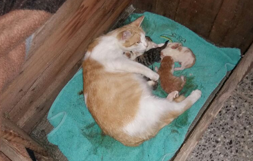 beitragsbild falsche fürsorge katze babys kiste