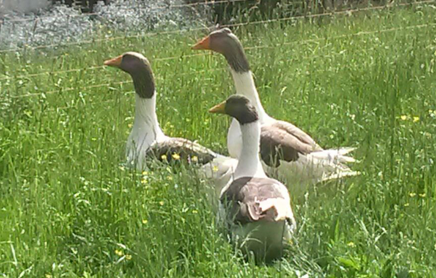 beitragsbild-gänse 3 Gänse vorm Schlachter gerettet