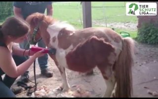 beitragsbild krümel pony haarlinge parasiten wardenburg