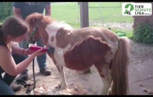 beitragsbild krümel pony haarlinge parasiten wardenburg