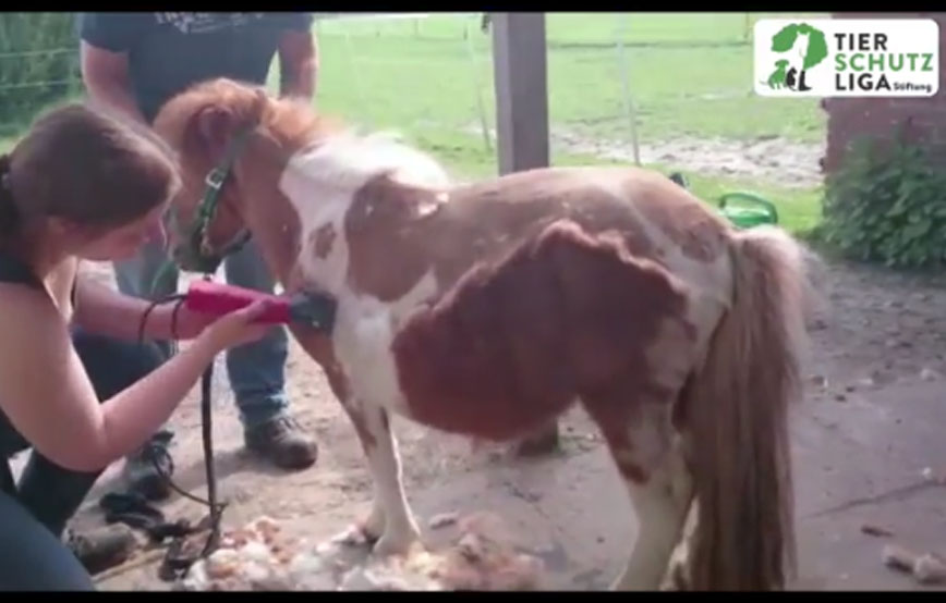 beitragsbild-krümel-pony-haarlinge-parasiten-wardenburg Weihnachtspate werden und unseren Tierheimen helfen