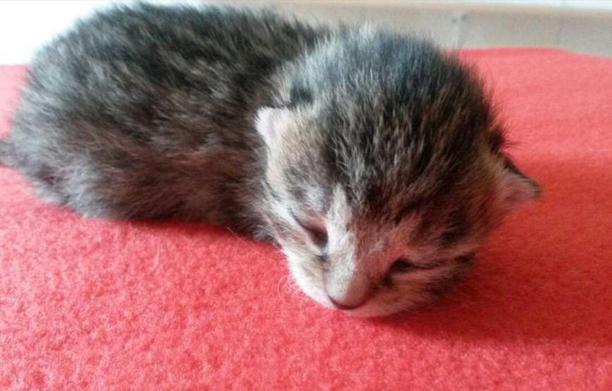 beitragsbild start ins leben katze baby mädchen2