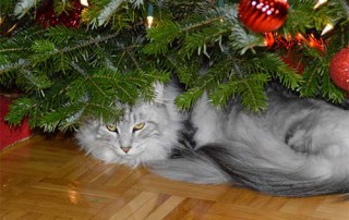 beitragsbild weihnachten tier katze weihnachtsbaum