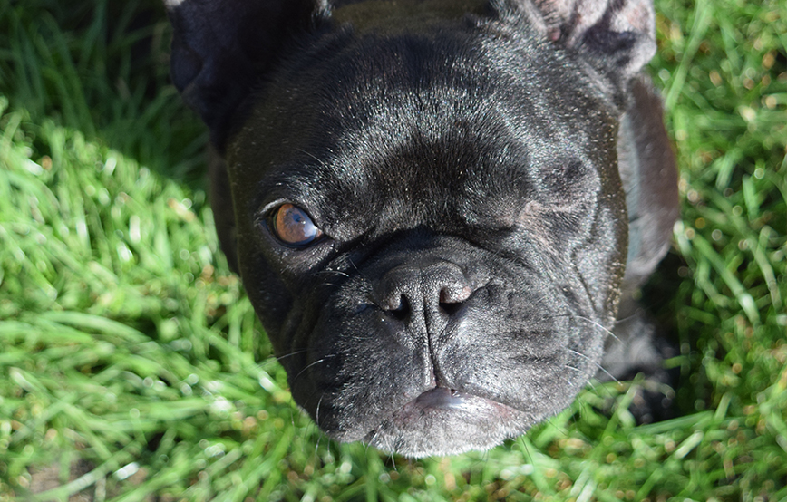 beitragsbild wühltischwelpen