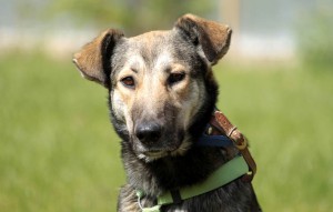 hund Luna mit grünem geschirr und braunem halsband