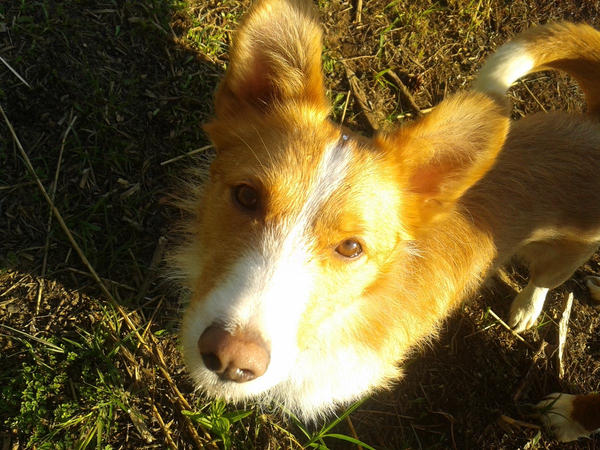 hund-theo-schaut-nach-oben-in-die-sonne Theo - der Goldjunge mit dem charmanten Hundeblick