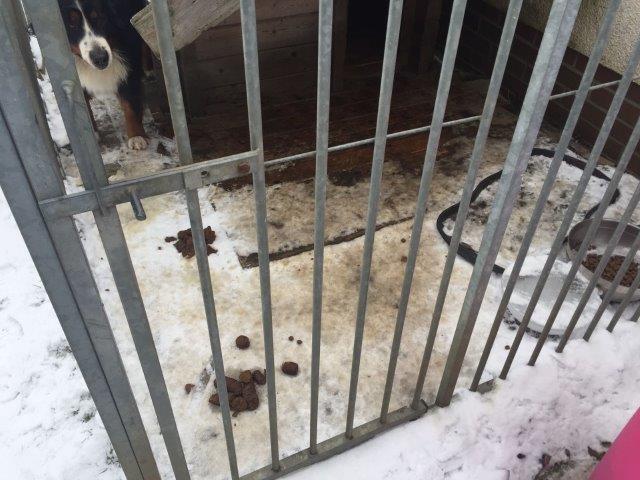 hund-zwinger-alleine-gitter-dreck Hund während des Urlaubs einfach im Zwinger gelassen