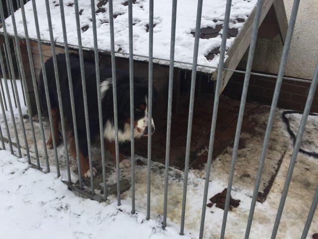 hund-zwinger-alleine-gitter-kein-futter-wasser Hund während des Urlaubs einfach im Zwinger gelassen