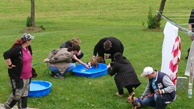 hundespielnachmittag-strasse-menschen-hunde-planschbecken „Wir wollen auch unseren Spaß“, sagen unsere Hunde
