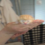 sechs Katzenbabys suchen einen Paten