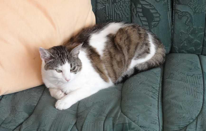 katze-mia-liegt-auf-der-couch Mia - schöne Grüße von Zuhause