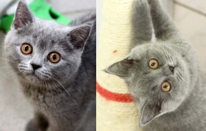 katzen Allesio und Anouk glücklich vermittelt