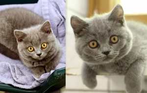 katzen Amber und alouis glücklich vermittelt