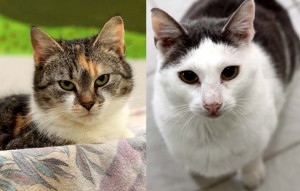 katzen gerdi und piet glücklich vermittelt