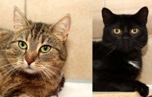 katzen mira und oreo glücklich vermittelt