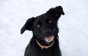 schwarzer hund Kira mit halsband glücklich vermittelt