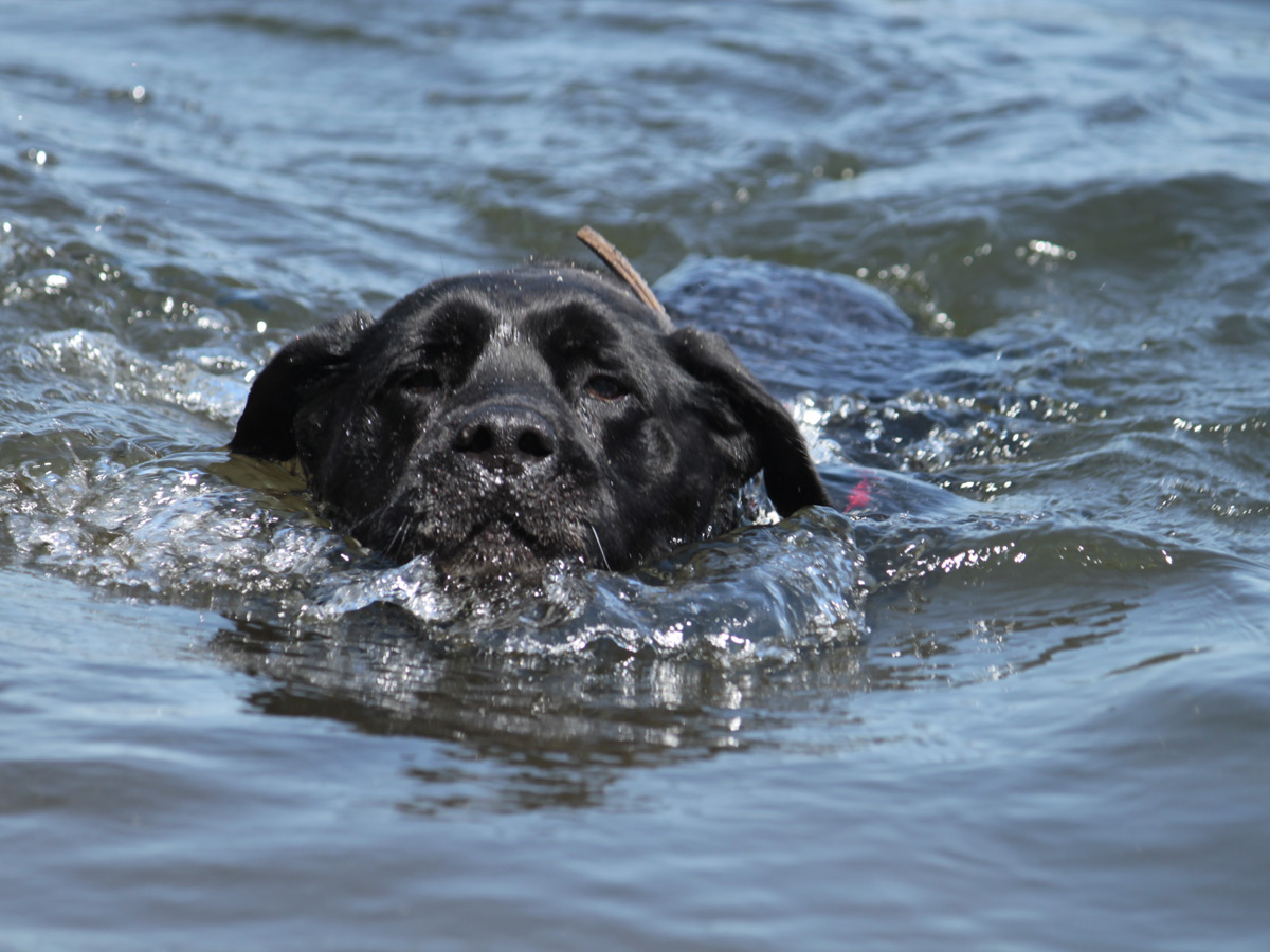 schwarzer-hund-schwimmt-im-see Rest-des-Lebens-Patenschaft