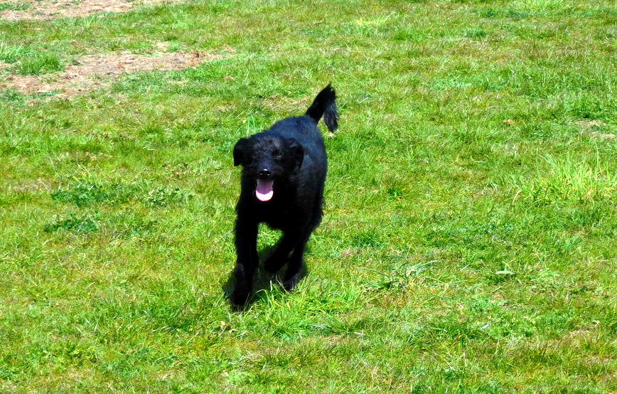 schwarzer-hund-vica-rennt-auf-dem-rasen 5 Wochen im neuen Heim - Pino ist glücklich