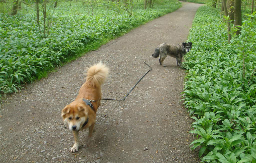 zwei-hunde-auf-dem-weg-in-den-wald Hutch - vor zwei Jahren bin ich hier eingezogen