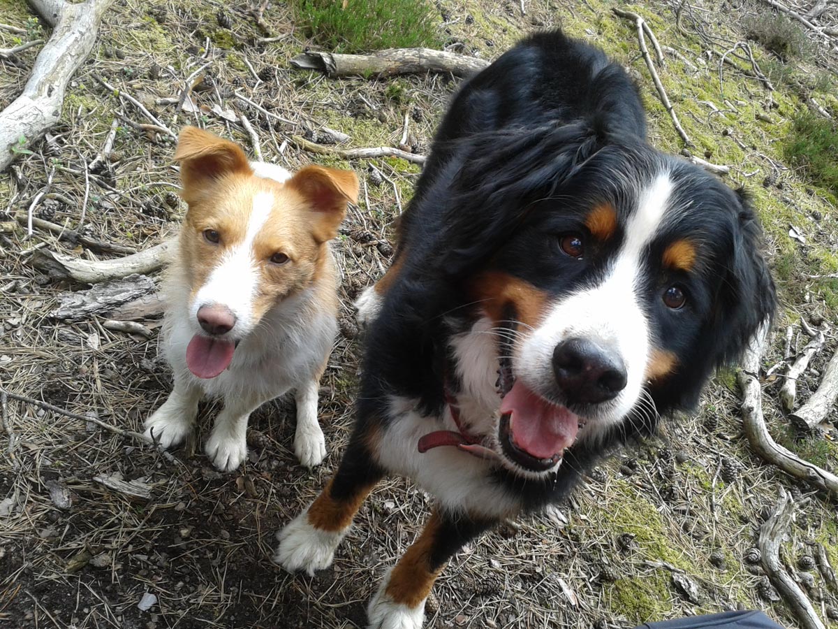 zwei-hunde-im-wald Theo - der Goldjunge mit dem charmanten Hundeblick