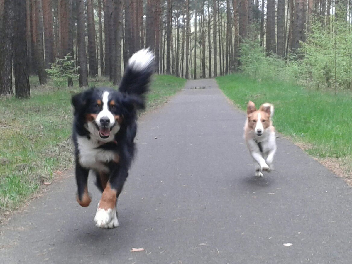 zwei-hunde-rennen-um-die-wette Theo - der Goldjunge mit dem charmanten Hundeblick