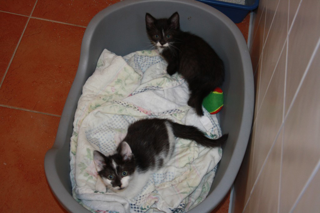 zwei-katzenkinder-im-plastekorb Neues aus dem Kindergarten - 30.11.2016
