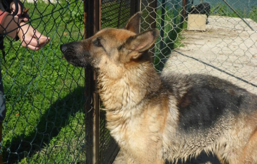 Hund-Arya-will-zu-uns-ins-dorf-reisen Auslandshunde - Aufnahmepatenschaft