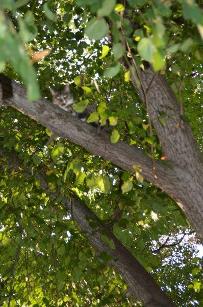 Katze-im-Baum-Netzschkau-oben-1 Katzen Altersruhesitz Netzschkau