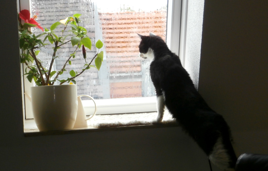 Katze-schaut-an-einem-verregneten-tag-aus-dem-fenster Amelie - kleiner Wirbelwind und Schmusemiez - Update