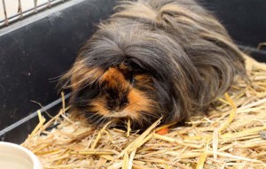 Meerschweinchen Willy im käfig