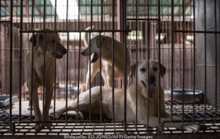 beitragsbild china hunde essen-käfig