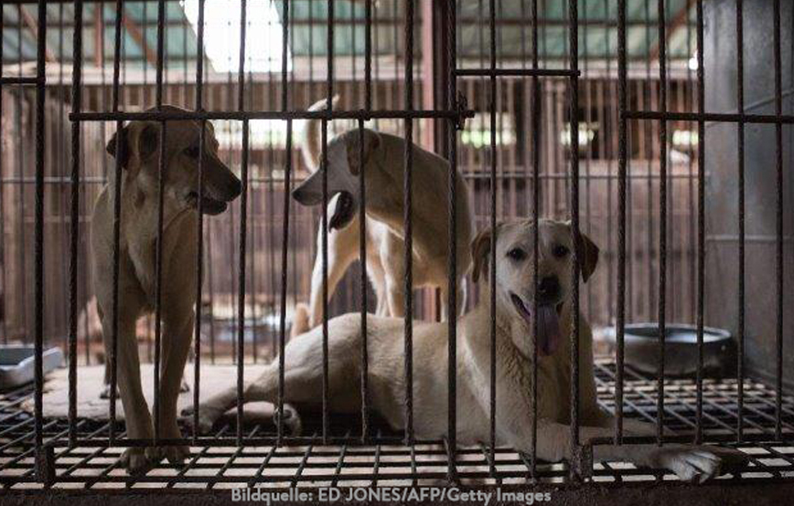 beitragsbild-china-hunde-essen-käfig Hunderassen für Anfänger