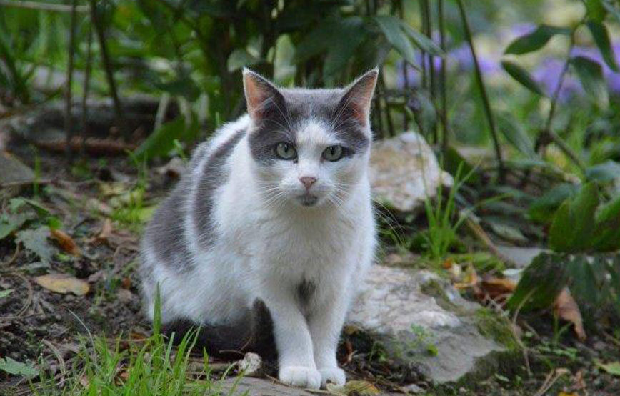 beitragsbild-ehrenamt-freilebende-katzen-wald Ehrenamt - Betreuung wildlebender Katzen