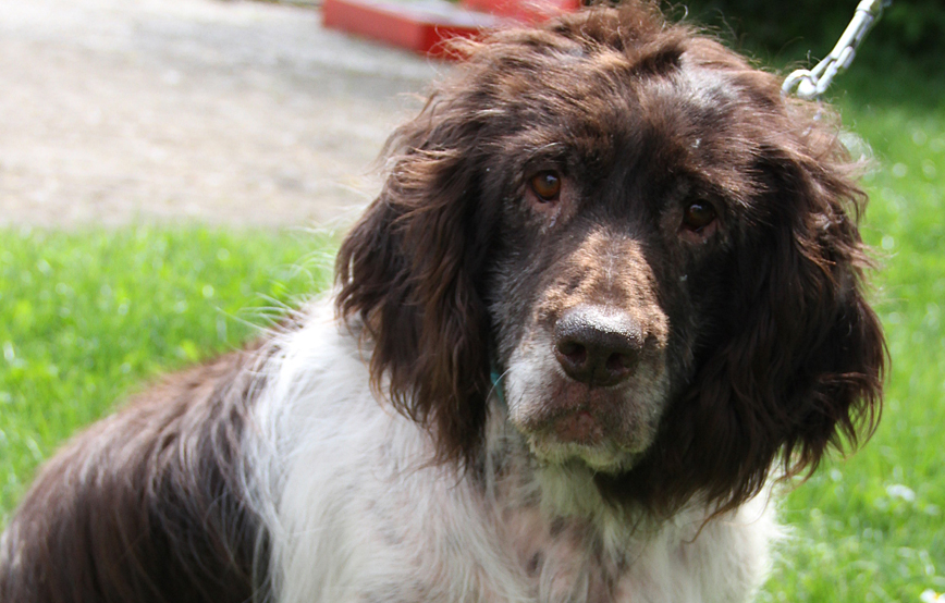 beitragsbild-hund-heike-futtermittelallergie 44 Hundewelpen in Wollaberg - Welpenschmuggel auf der Autobahn - Ausnahmezustand