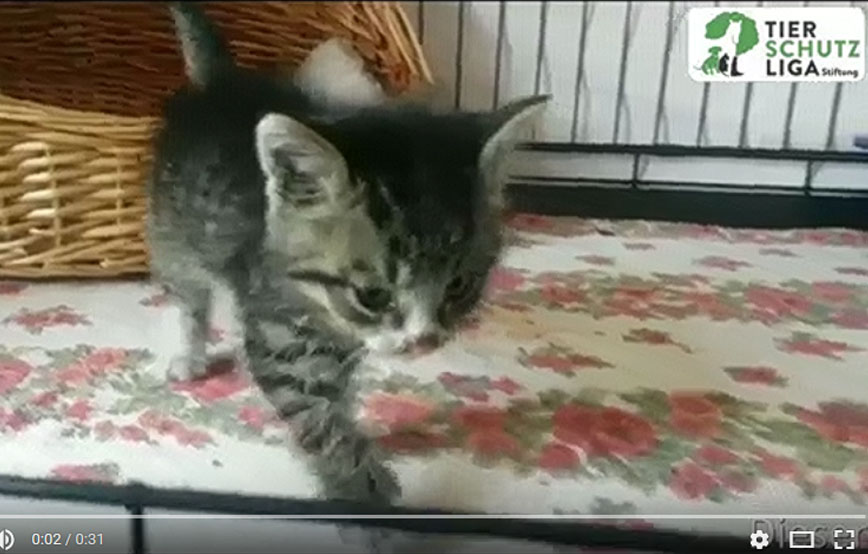 beitragsbild-kater-ausgesetzt-schrottplatz Die Tierschutzliga Stiftung wünscht Ihnen ein frohes Osterfest