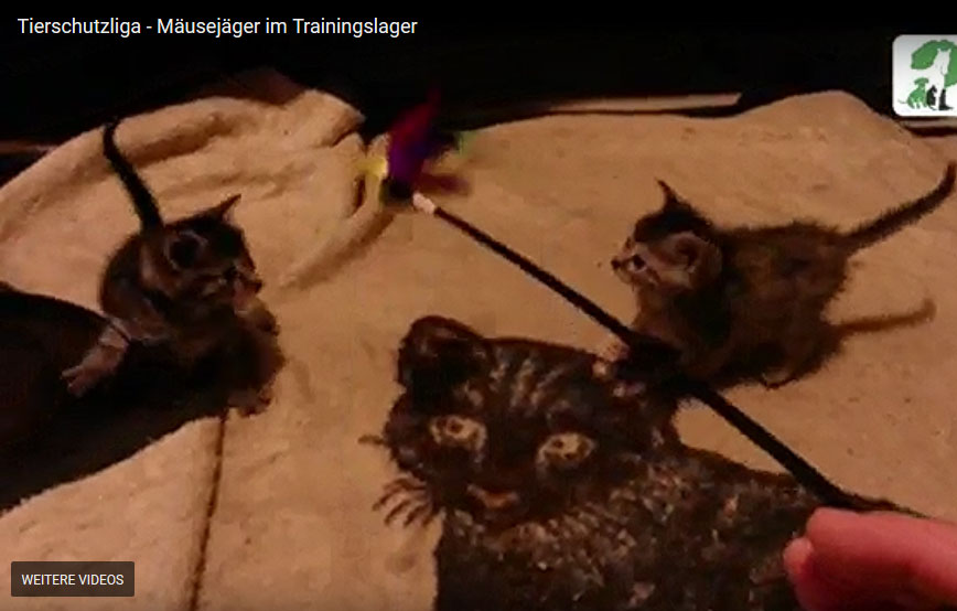 beitragsbild-katzenbabys-mäusejäger-trainingslager Bei uns im Kindergarten