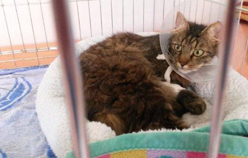 beitragsbild merlin autounfall bein gebrochen käfig