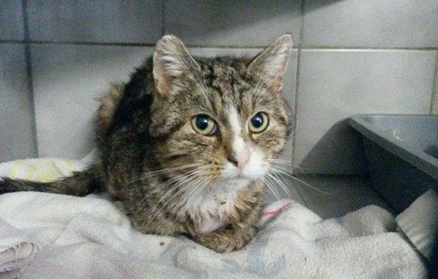 beitragsbildkater haidmühl gefunden tisch