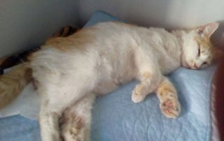 beitragsbildkatze trächtig maden liegt tuch