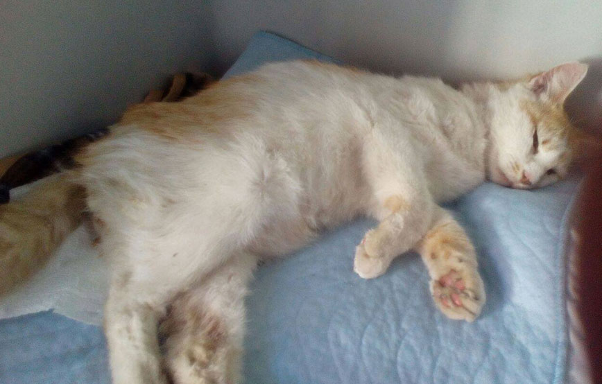 beitragsbildkatze trächtig maden liegt tuch