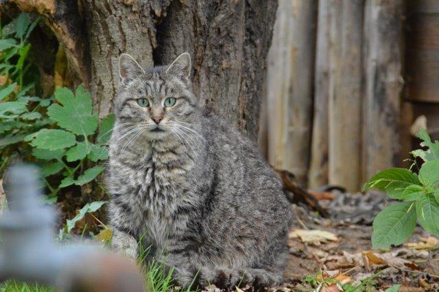 ehrenamt-freilebende-katzen-draussen Ehrenamt – Betreuung wildlebender Katzen